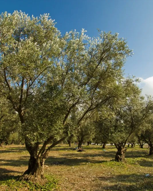 ΓΙΑ ΤΟΝ ΑΓΡΟ