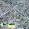 ΛΙΠΑΣΜΑ Gravital Energy (SiO2:92%) 9kg (Βιοδιεγέρτης Πυριτίου, Λευκό επίχρισμα στη επιφάνεια | Στάδιο:Καρπίδιο + Ωρίμανση)