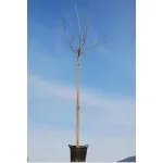 ΜΟΥΡΙΑ ΠΛΑΤΑΝΟΦΥΛΛΗ (ΑΚΑΡΠΗ) 30Lt 1,90m 10/12