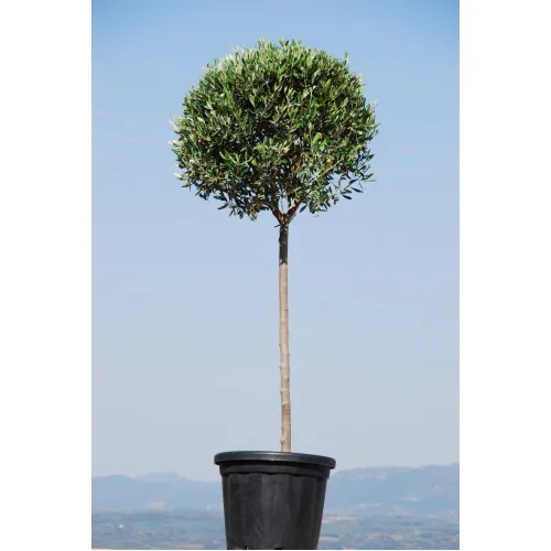 ΕΛΙΑ ΚΟΡΟΝΕΪΚΗ 25lt 80cm ΜΠΑΛΑ