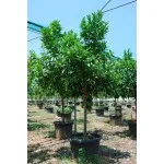 ΠΟΡΤΟΚΑΛΙΑ ΜΕΡΛΙΝ 65Lt 0,70m
