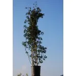ΒΑΤΟΜΟΥΡΟ BLACK SATIN 10,5Lt Πυραμίδα 1,40m