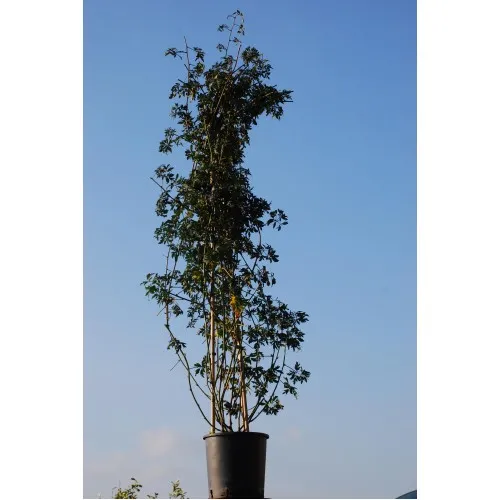 ΒΑΤΟΜΟΥΡΟ BLACK SATIN 10,5Lt Πυραμίδα 1,40m