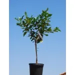 ΛΕΜΟΝΙΑ ΠΟΛΥΦΟΡΗ 8Lt 0,35m