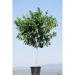 ΛΕΜΟΝΙΑ ΠΟΛΥΦΟΡΗ 35Lt 0,70m