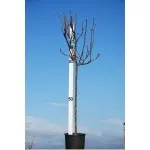 ΑΧΛΑΔΙΑ ΚΟΝΤΟΥΛΑ 25Lt 0,90m