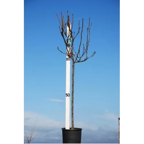 ΑΧΛΑΔΙΑ ΚΟΝΤΟΥΛΑ 25Lt 0,90m