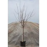 ΒΕΡΙΚΟΚΙΑ ΜΠΕΜΠΕΚΟΥ 25Lt 0,90m