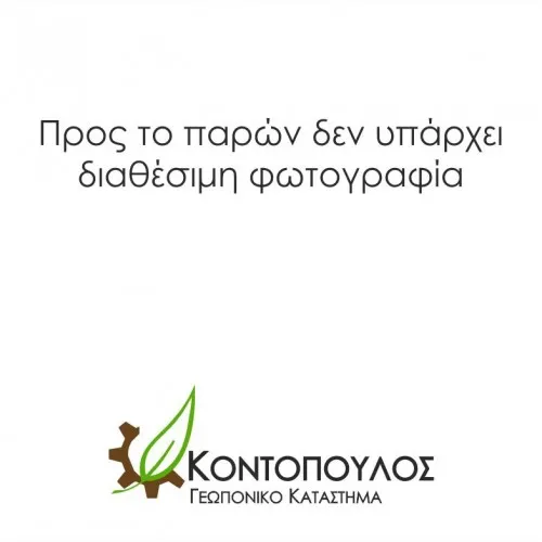 ΔΑΜΑΣΚΗΝΙΑ ΣΑΝΤΑ ΡΟΖΑ 25Lt 0,90m