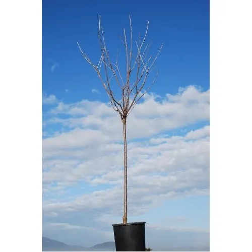 ΔΑΜΑΣΚΗΝΙΑ ΣΤΑΝΛΕΥ 25Lt 0,90m