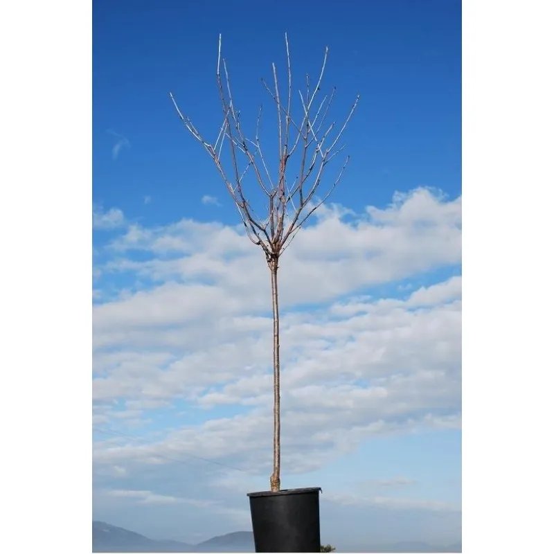 ΔΑΜΑΣΚΗΝΙΑ ΣΤΑΝΛΕΥ 25Lt 0,90m