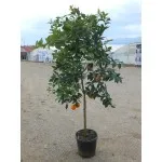 ΠΟΡΤΟΚΑΛΙΑ ΒΑΛΕΝΤΣΙΑ 65Lt 0,70m