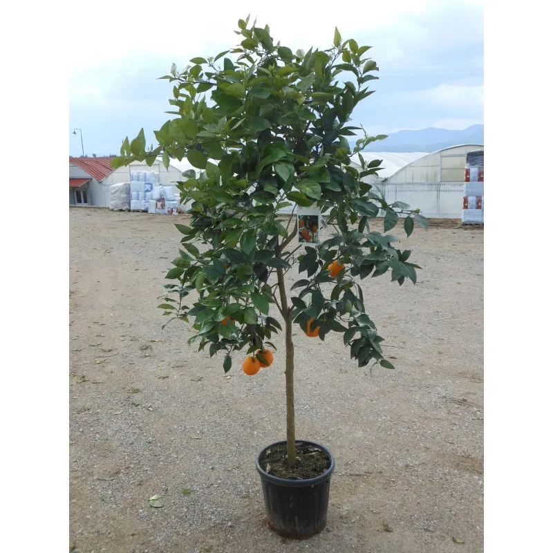 ΠΟΡΤΟΚΑΛΙΑ ΒΑΛΕΝΤΣΙΑ 65Lt 0,70m