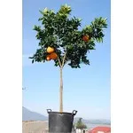 ΠΟΡΤΟΚΑΛΙΑ ΝΑΒΕΛΙΝΑ 65Lt 0,70m