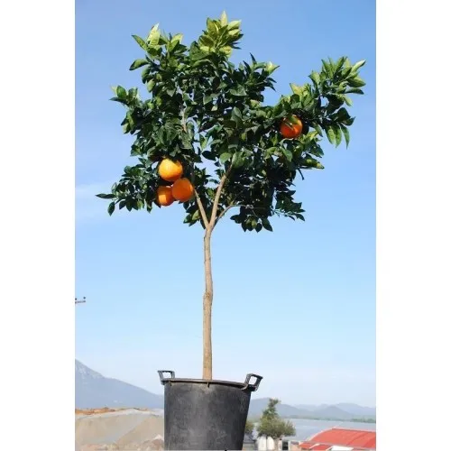ΠΟΡΤΟΚΑΛΙΑ ΝΑΒΕΛΙΝΑ 65Lt 0,70m