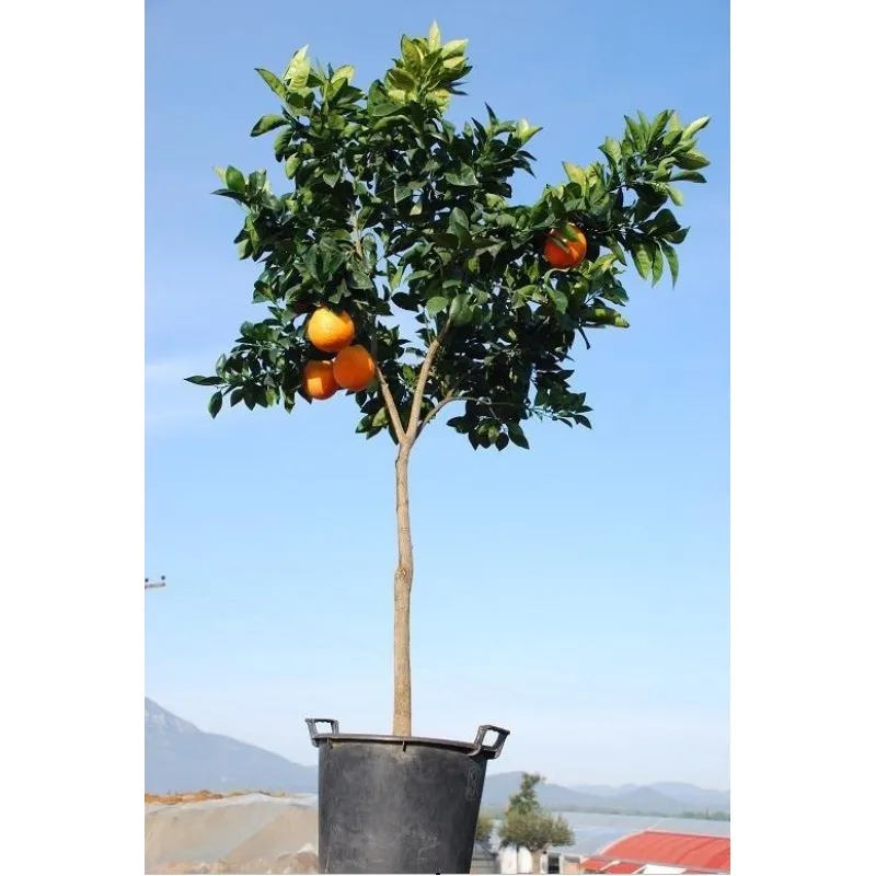 ΠΟΡΤΟΚΑΛΙΑ ΝΑΒΕΛΙΝΑ 65Lt 0,70m