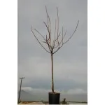 ΚΕΡΑΣΙΑ ΒΑΝ 25Lt 0,90m