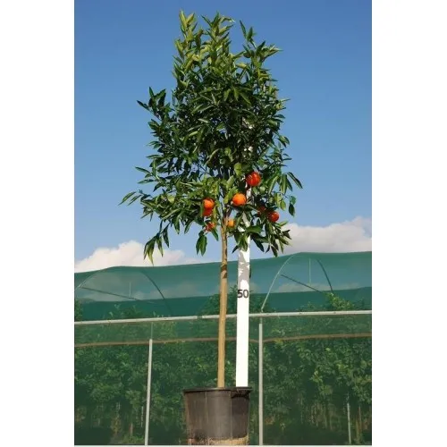 ΜΑΝΤΑΡΙΝΙΑ ΚΛΗΜΕΝΤΙΝΗ 20Lt 0,70m