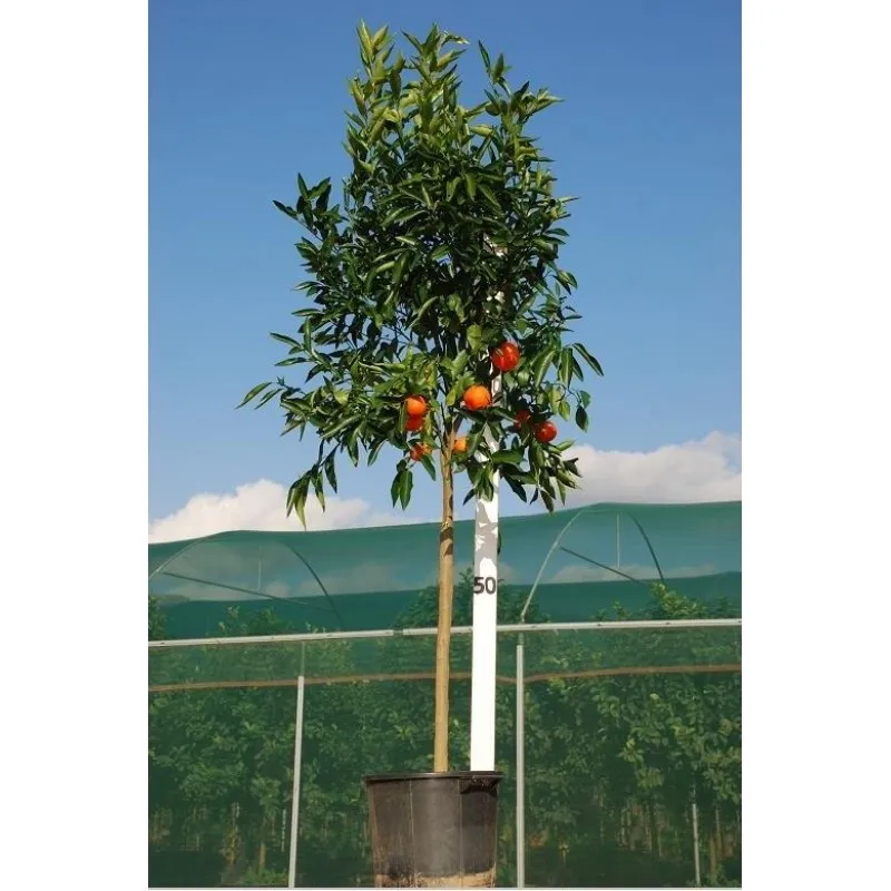 ΜΑΝΤΑΡΙΝΙΑ ΚΛΗΜΕΝΤΙΝΗ 20Lt 0,70m