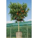 ΜΑΝΤΑΡΙΝΙΑ ΚΛΗΜΕΝΤΙΝΗ 35Lt 0,70m