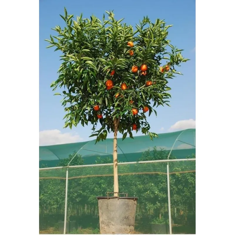 ΜΑΝΤΑΡΙΝΙΑ ΚΛΗΜΕΝΤΙΝΗ 35Lt 0,70m