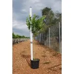 ΜΑΝΤΑΡΙΝΙΑ ΚΛΗΜΕΝΤΙΝΗ 8Lt 0,70m
