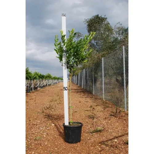 ΜΑΝΤΑΡΙΝΙΑ ΚΛΗΜΕΝΤΙΝΗ 8Lt 0,70m