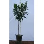 ΜΟΥΣΜΟΥΛΙΑ 65Lt 1,50m