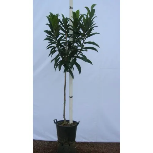 ΜΟΥΣΜΟΥΛΙΑ 65Lt 1,50m