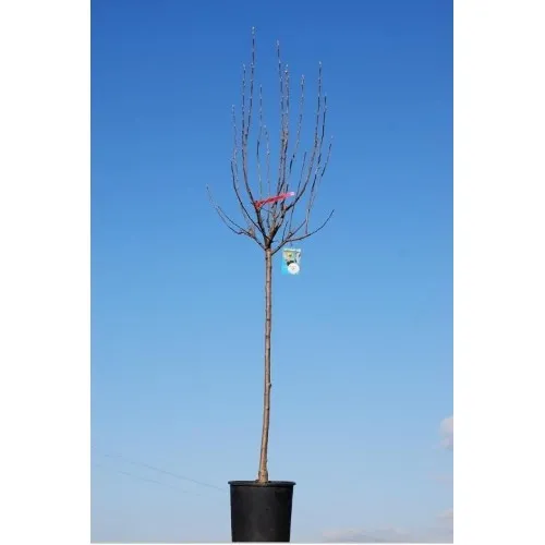 ΜΗΛΙΑ ΓΚΡΑΝΝΥ ΣΜΙΘ 25Lt 0,90m