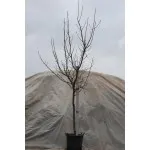 ΝΕΚΤΑΡΙΝΙΑ ΡΕΝΤ ΓΚΟΛΝΤ 25Lt 0,90m