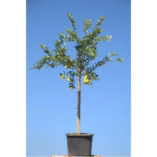 ΛΑΪΜ ΜΕΞΙΚΑΝ 20Lt 0,70m