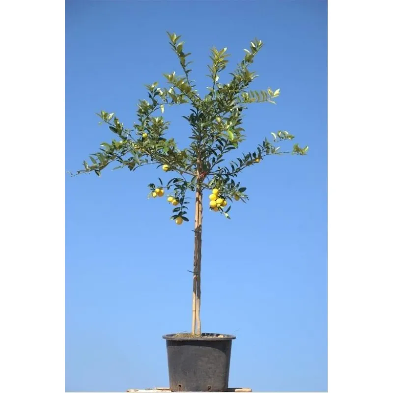 ΛΑΪΜ ΜΕΞΙΚΑΝ 20Lt 0,70m