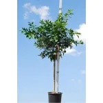 ΠΟΡΤΟΚΑΛΙΑ ΛΕΪΝ ΛΕΪΤ 25Lt 0,70m