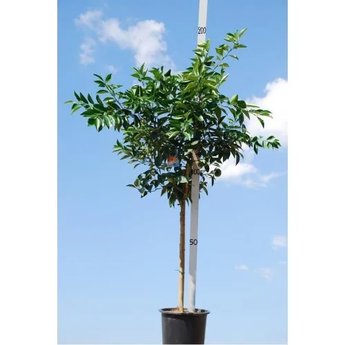 ΠΟΡΤΟΚΑΛΙΑ ΛΕΪΝ ΛΕΪΤ 25Lt 0,70m