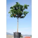 ΠΟΡΤΟΚΑΛΙΑ ΝΑΒΕΛΙΝΑ 25Lt 0,70m