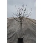 ΡΟΔΑΚΙΝΙΑ ΡΕΝΤ ΧΑΒΕΝ 25Lt 0,90m