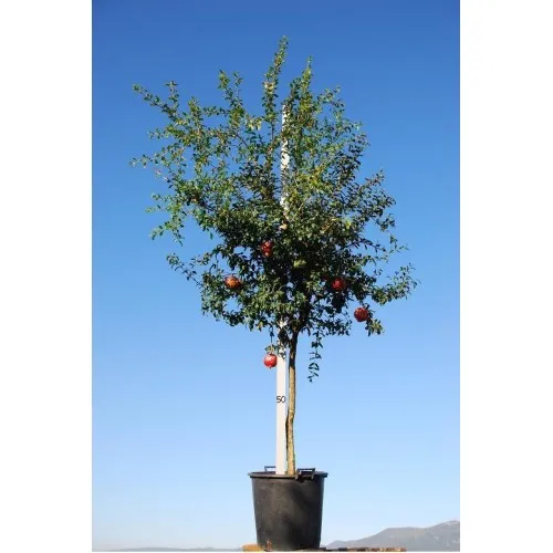 ΡΟΔΙΑ ΕΡΜΙΟΝΗΣ 25Lt 0,90m