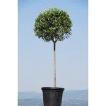 ΕΛΙΑ ΚΟΡΟΝΕΪΚΗ 25lt 60cm ΜΠΑΛΑ