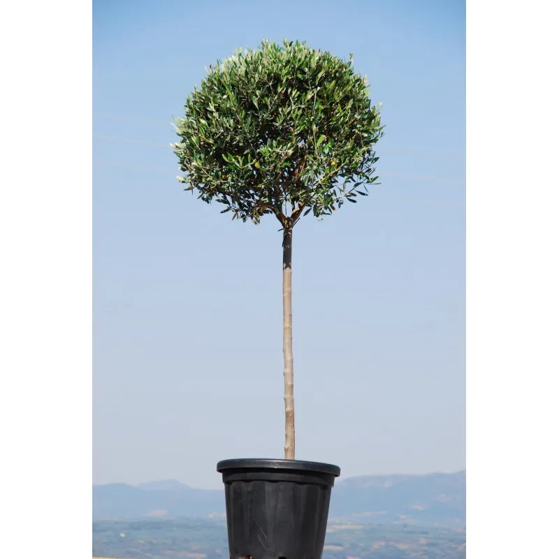 ΕΛΙΑ ΚΟΡΟΝΕΪΚΗ 25lt 60cm ΜΠΑΛΑ