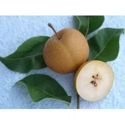 Ασιατική Αχλαδιά Νασι (Κοσούι)