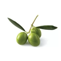 Ελιά