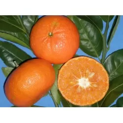 Ενκόρ
