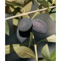 Καλαμών