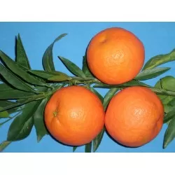 Κλημεντίνη
