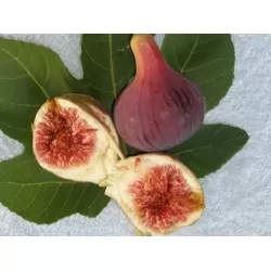 Μίσσιον